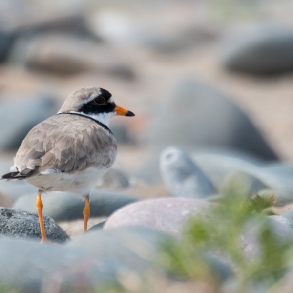 Ringed plover – Breeding records since 1980