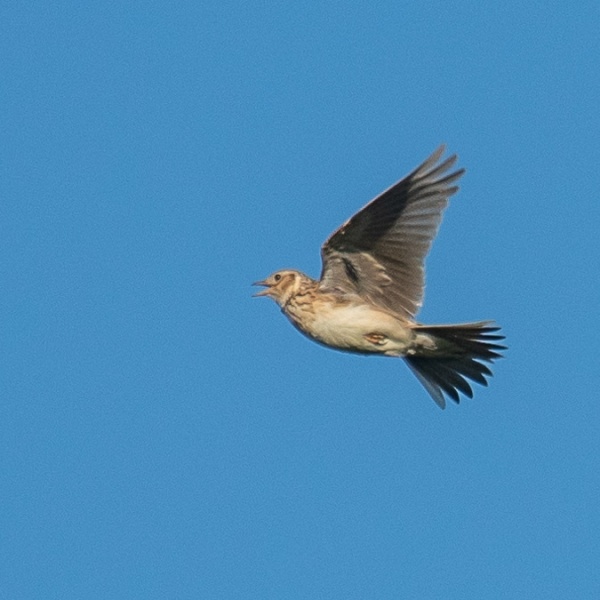 Skylark – Breeding Bird Survey